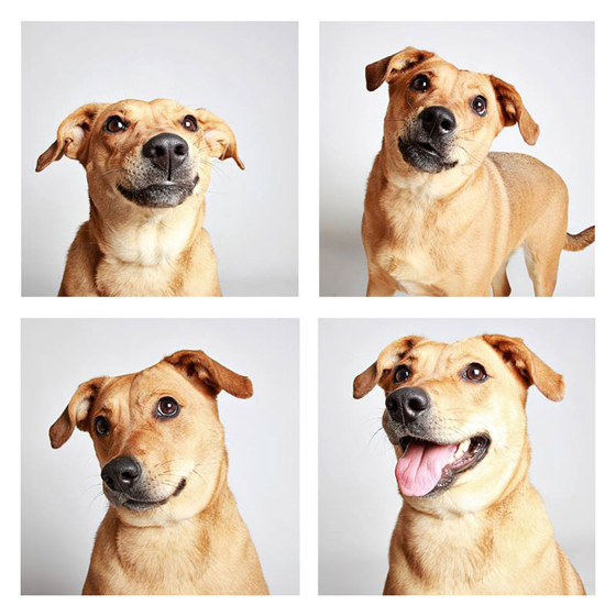 humane-society-of-utah-photo-booth-dog-pics-to-increase-adoption-12